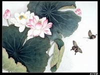 国画欣赏国画荷花