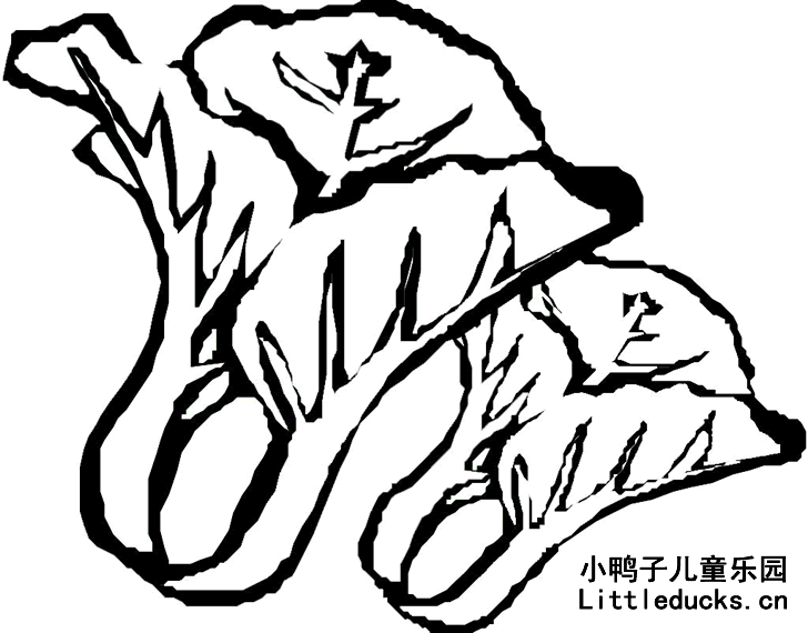 儿童简笔画大全:白菜简笔画