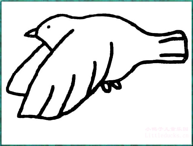 动物简笔画:小鸟简笔画之鸽子简笔画