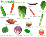 儿童学英语单词flash动画-Vegetable蔬菜类