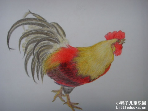 彩色铅笔画图片美丽的大公鸡