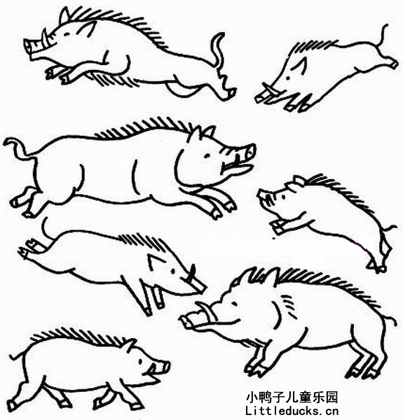 一群野猪简笔画图片