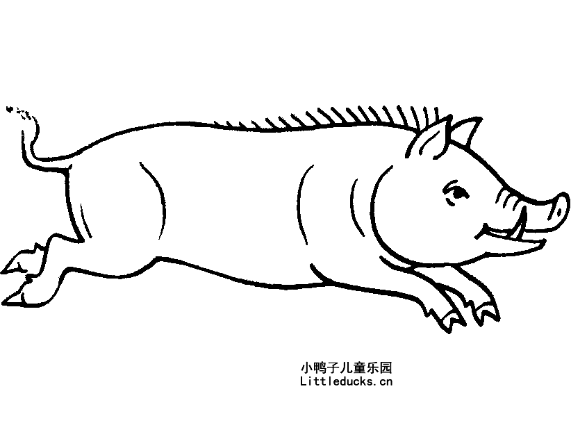 奔跑中的野猪简笔画图片