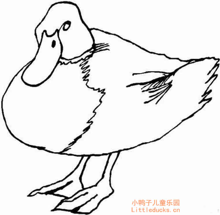 休息的小鸭子简笔画图片