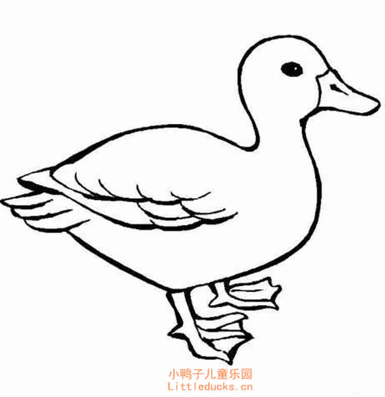 小动物简笔画图片大全小鸭子简笔画26