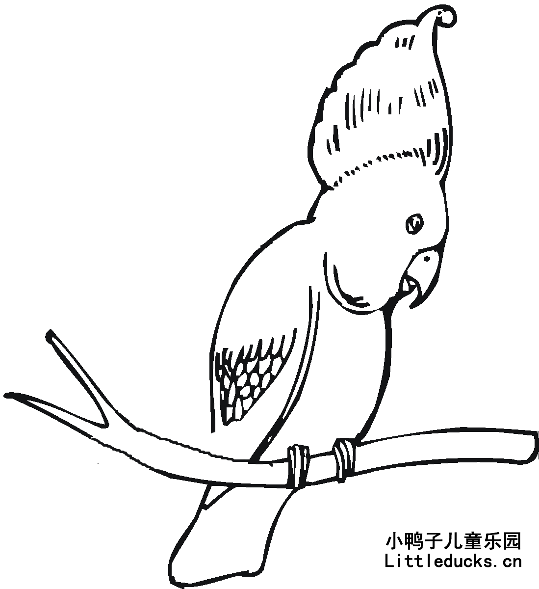 鹦鹉的简笔画图片大全7