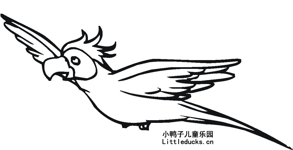 鹦鹉的简笔画图片大全10