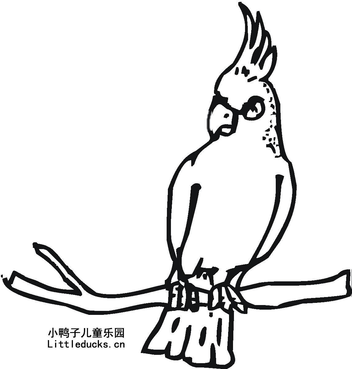 鹦鹉的简笔画图片大全12