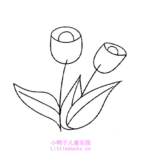 郁金香花简笔画图片6