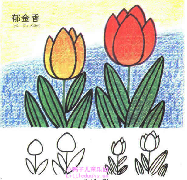 彩色郁金香花简笔画图片3
