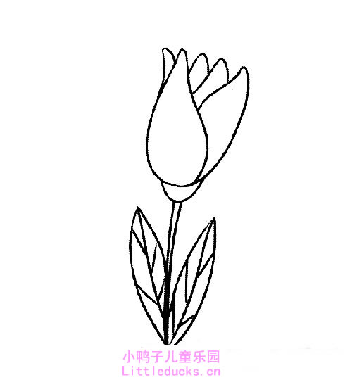 郁金香花简笔画图片5