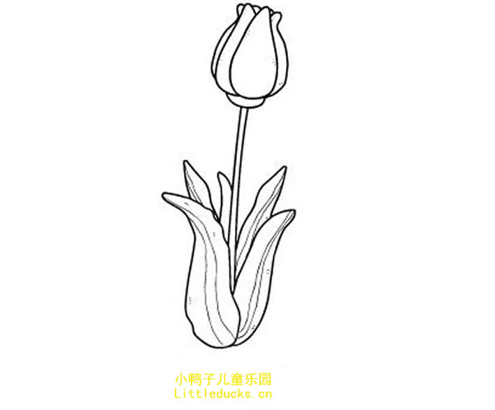 郁金香花简笔画图片7