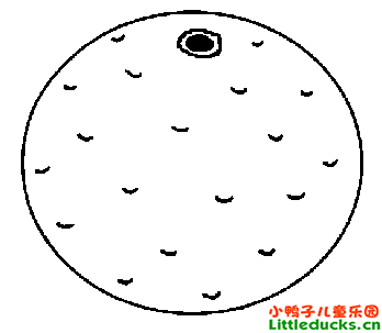 橙子简笔画图片12