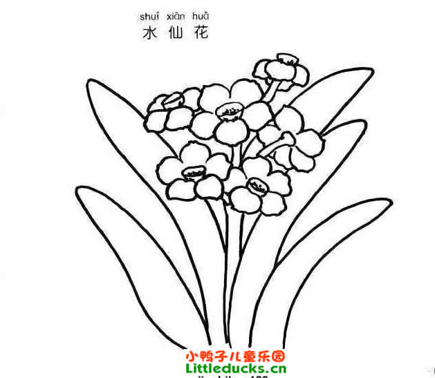 水仙花简笔画图片大全(4)