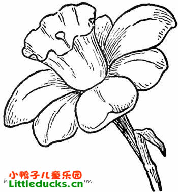 水仙花简笔画图片12