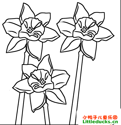 水仙花简笔画图片9