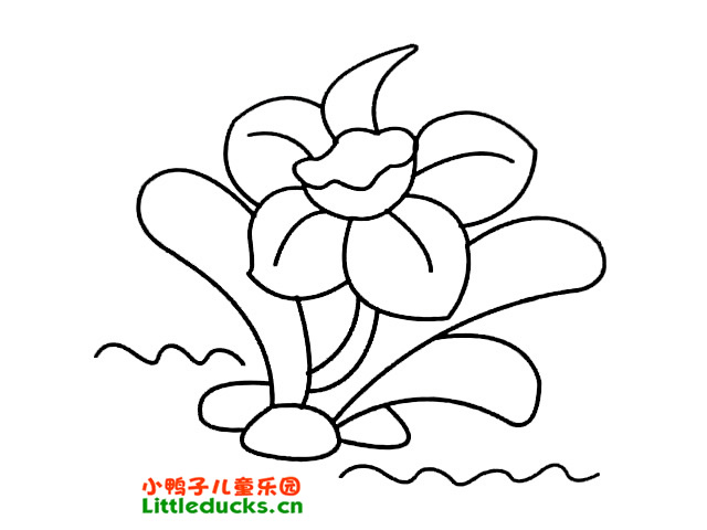 水仙花简笔画图片19