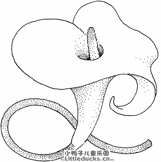 百合花简笔画图片5