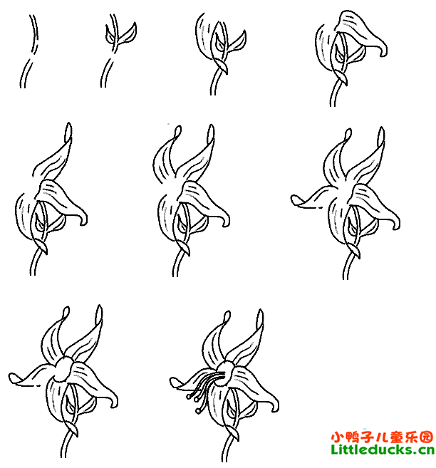 百合花简笔画图片8