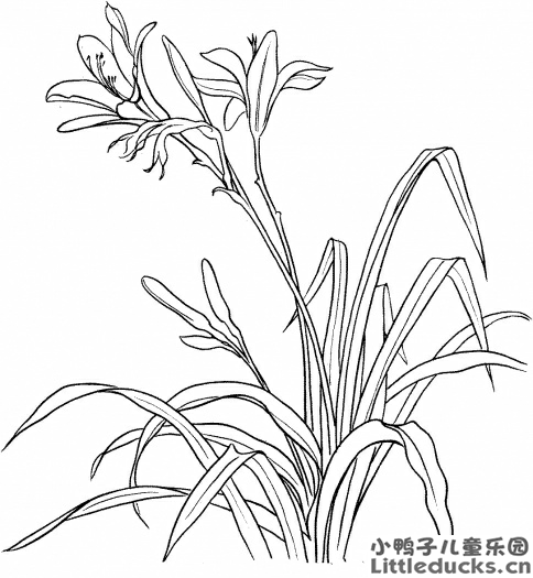 百合花简笔画图片12