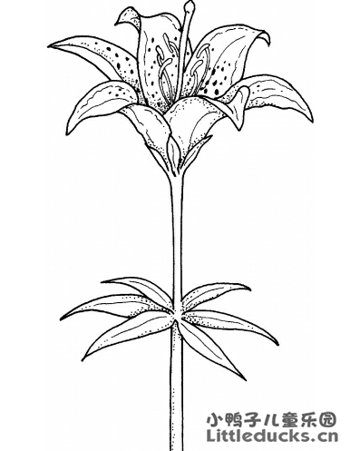 百合花简笔画图片13