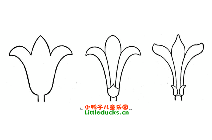 百合花简笔画图片14