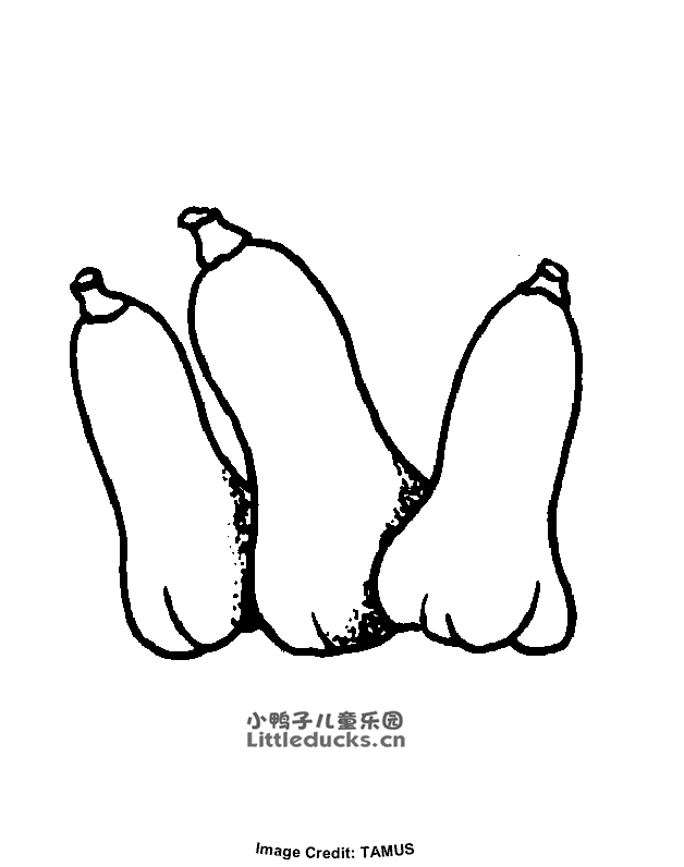 木瓜简笔画图片6