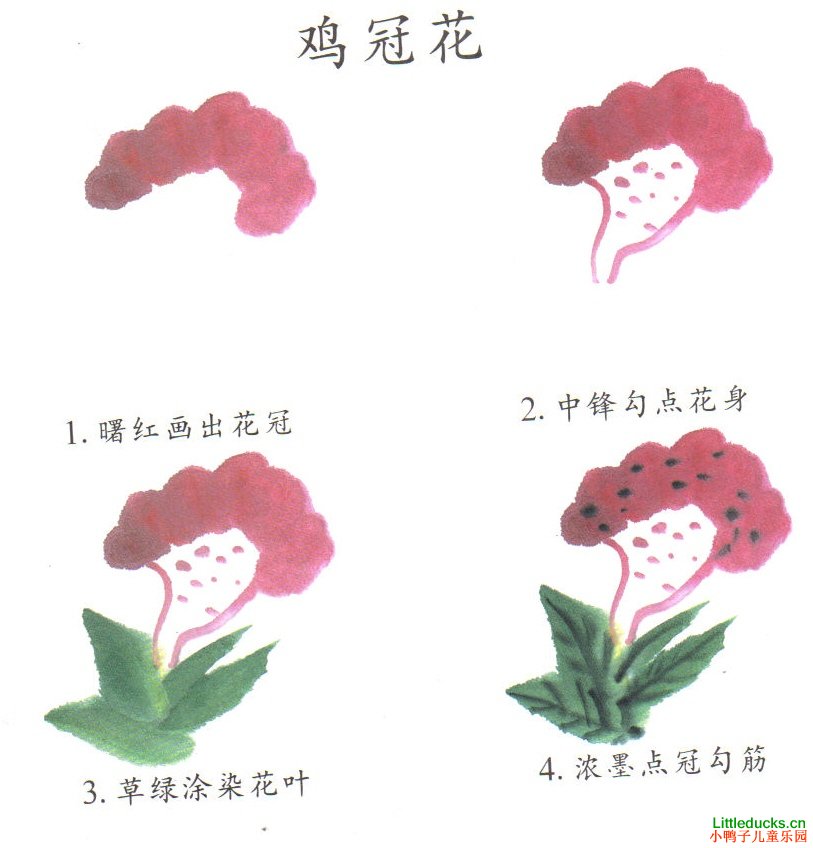儿童学画国画花卉鸡冠花图文介绍