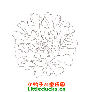 牡丹花简笔画图片3