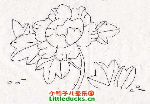 牡丹花简笔画图片大全(8)