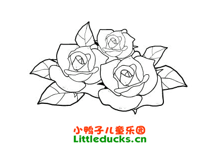 月季花简笔画图片15