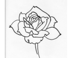 ¼ʻͼƬȫ(14)