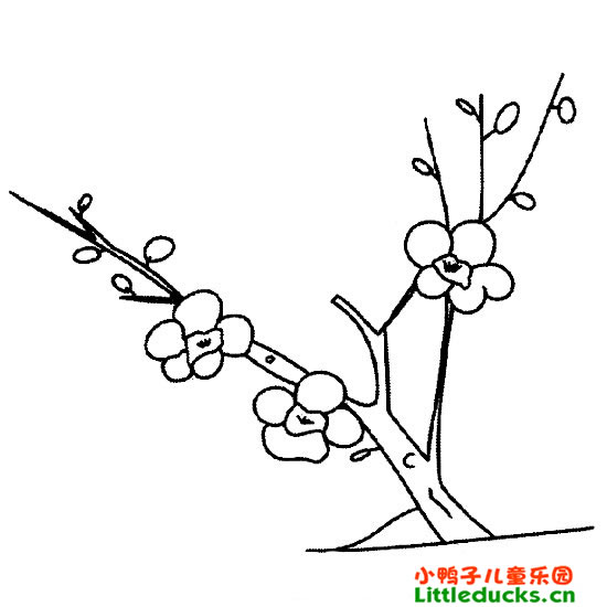 简笔画梅花,梅花简笔画图片JBP(7)-简笔画花