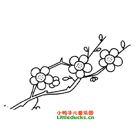 简笔画梅花,梅花简笔画图片JBP(9)-简笔画花