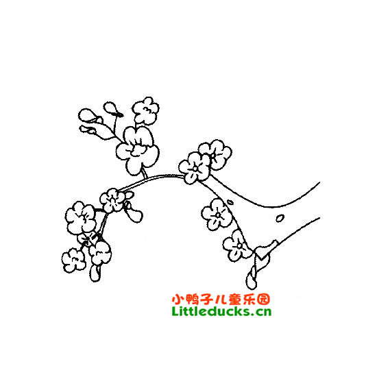 简笔画梅花,梅花简笔画图片JBP(4)-简笔画花