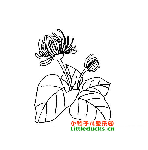 菊花简笔画图片