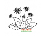 菊花简笔画图片大全(3)