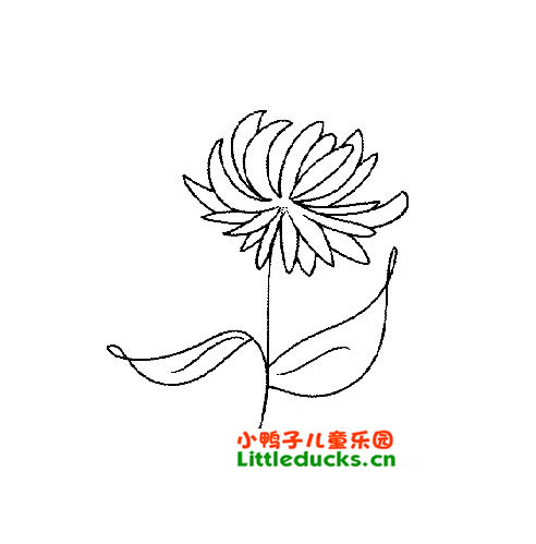 菊花简笔画图片