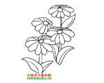 菊花简笔画图片大全(3)