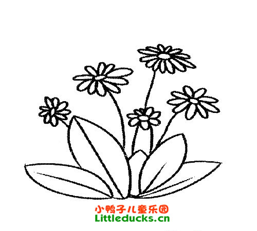 菊花简笔画图片