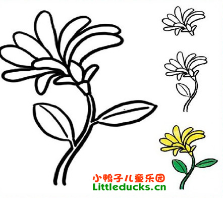 菊花简笔画图片