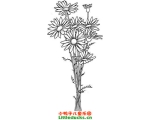 菊花简笔画图片大全(3)
