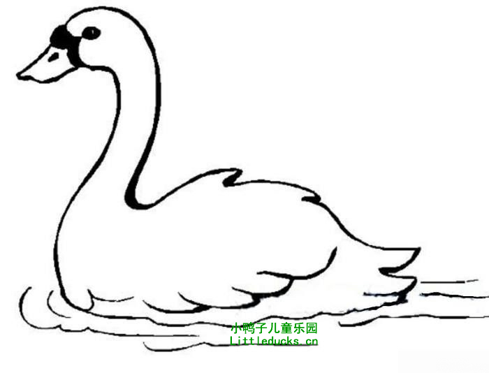 鹅的简笔画图片