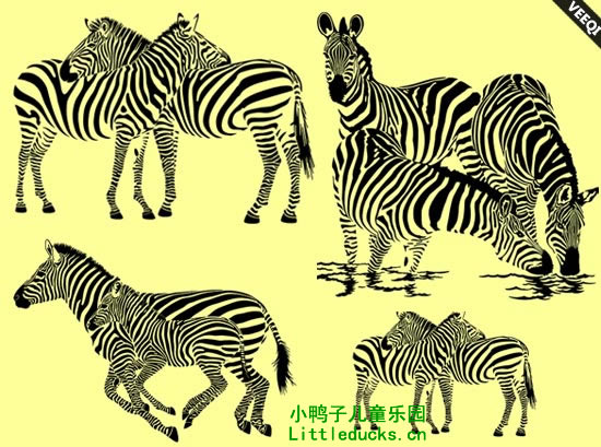 斑马的简笔画图片大全28