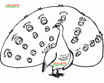 骄傲的孔雀简笔画图