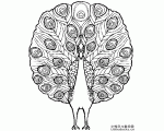 骄傲的孔雀简笔画图片大