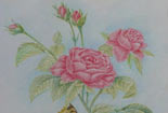儿童画作品欣赏-阳光下的月季花