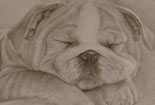 可爱的小狗铅笔画-睡