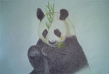 美丽的彩色铅笔画-小熊吃竹笋