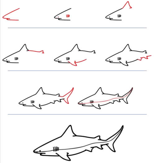 儿童简笔画鲨鱼简笔画教程十